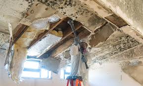 Mold Remediation for Rental Properties in Tyler, TX